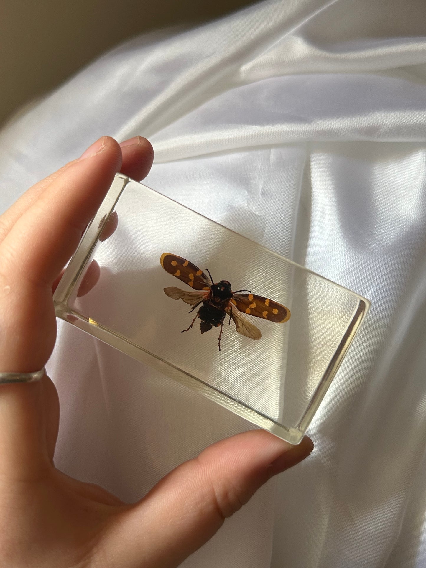 Yellow blister beetle in resin