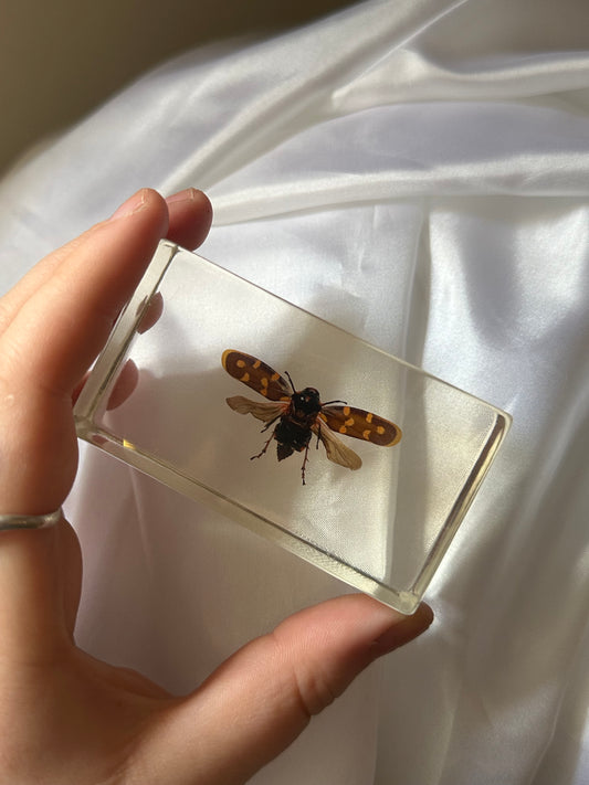 Yellow blister beetle in resin